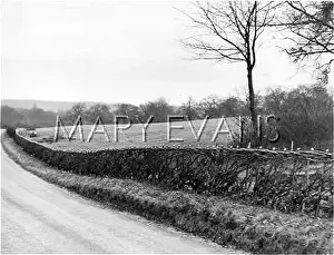 Halfway: PLASHED HEDGE
