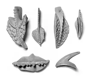 Bryozoan: Plaster models of conodonts