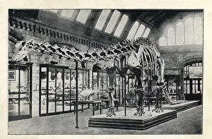 Carnegii: Plastercast of a Diplodocus carnegii