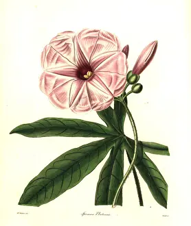 Plata: Plata ipomoea, Ipomoea platensis