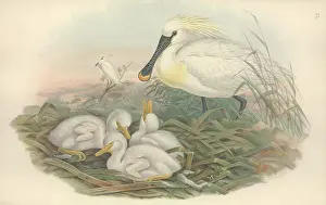 Threskiornithidae: Platalea leucorodia, Eurasian spoonbill