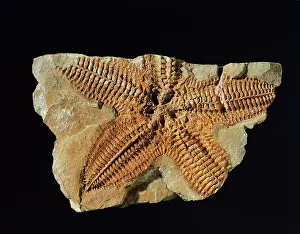 Ordovician: Platanaster ordovicus, starfish