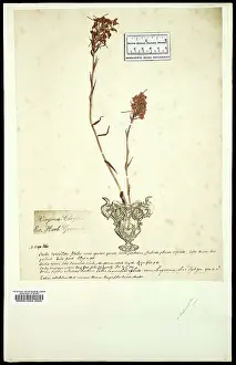 Platanthera: Platanthera
