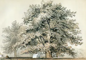 Attracts: PLATANUS RACEMOSA