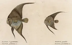 PLATAX (BATFISH) / 1860