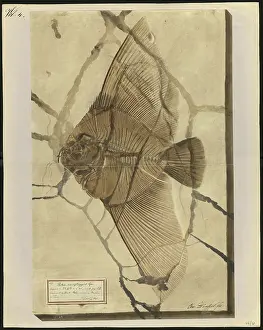 Dinkel: Platax macropterygius Agassiz