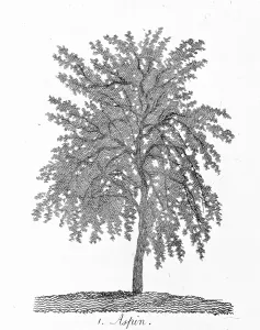 Populus: Aspen