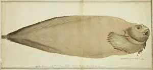 1728 1779: Plate 100 by William Ellis