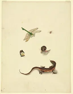 Odonata: Plate 101 from the John Reeves Collection (Zoology)