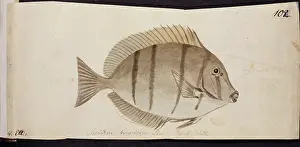 1728 1779: Plate 102 by William Ellis