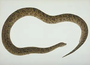 Ophidia: Plate 103 from the John Reeves Collection (Zoology)