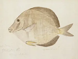 1728 1779: Plate 103 by William Ellis