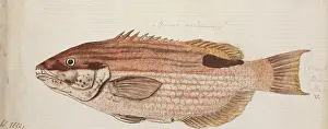 1728 1779: Plate 105 by William Ellis