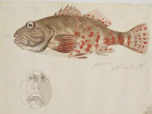 1728 1779: Plate 109 by William Ellis