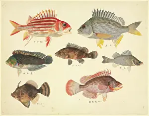 Biodiverse: Plate 110 from the John Reeves Collection