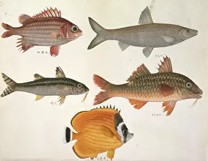 Forked: Plate 113 from the John Reeves Collection