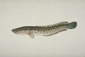 Anguilliform: Plate 119 from the John Reeves Collection