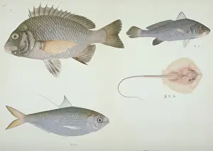 Batoidea: Plate 121 from the John Reeves Collection