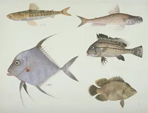 Streamer: Plate 121 from the John Reeves Collection