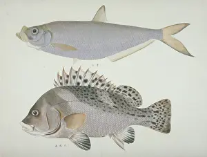 Forked: Plate 122 from the John Reeves Collection