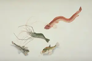 Decapod: Plate 125 from the John Reeves Collection