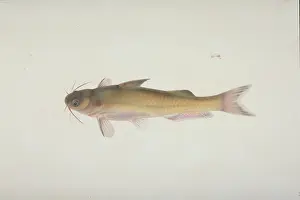 Cypriniform: Plate 130 from the John Reeves Collection