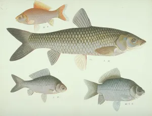 Forked: Plate 134 from the John Reeves Collection