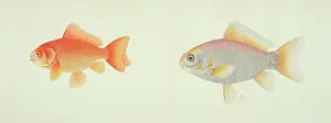 Goldfish: Plate 134 from the John Reeves Collection