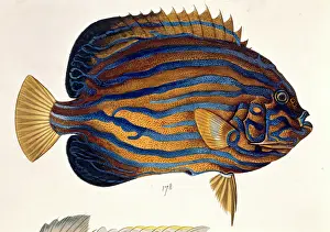 1774: Plate 134 from the John Reeves Collection