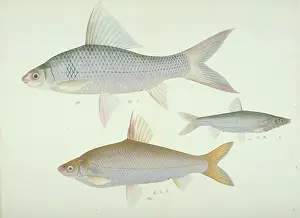 Forked: Plate 136 from the John Reeves Collection