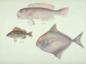 Blunt: Plate 137 from the John Reeves Collection