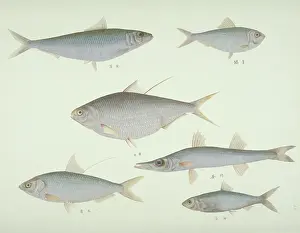 Forked: Plate 138 from the John Reeves Collection