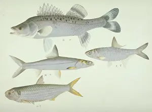 Forked: Plate 139 from the John Reeves Collection
