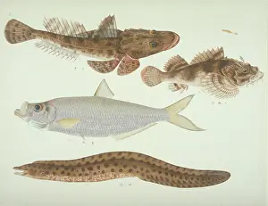 Spiky: Plate 141 from the John Reeves Collection