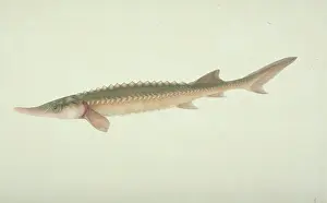 Serrated: Plate 143 from the John Reeves Collection