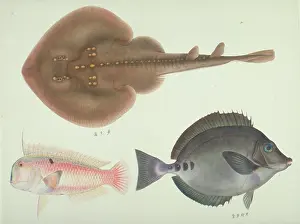Batoidea: Plate 146 from the John Reeves Collection