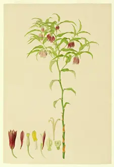 1796: Plate 162