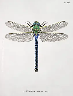 Toussaint: Plate 17 from Libellulinae Europaeae by de Charpentier