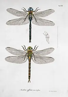 Toussaint: Plate 18 from Libellulinae Europaeae by de Charpentier
