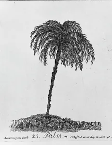 Arecaceae: Palm
