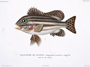 Duperrey: Plate 24 by Louis-Isidore Duperrey
