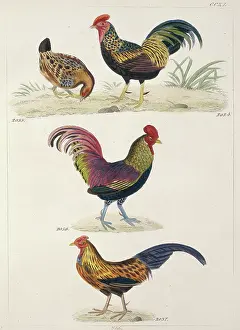 Gottlieb: Plate 240 from Reichenbach's Synopsis Avium