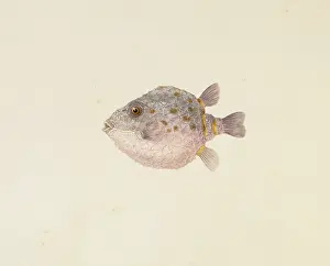 Compressed: Plate 29 from Zoological drawings by Ferdinand Bauer