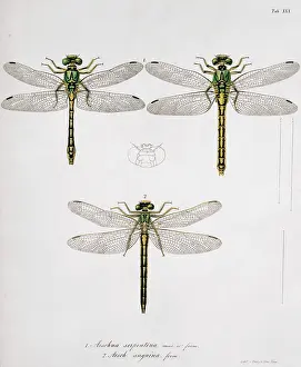 Toussaint: Plate 30 from Libellulinae Europaeae by de Charpentier
