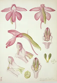 Orchidaceae: Plate 33 from British Orchids