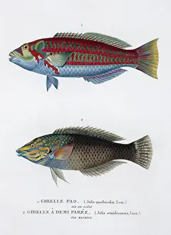Isidore: Plate 35 by Louis-Isidore Duperrey