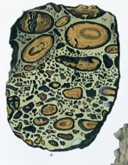 Polished: Plate 4, fig 2 Puddingstone - from Mineralienbuch