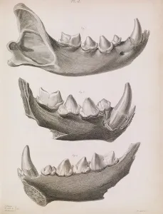 Hyena: Plate 4 in Reliquiae Diluvianae (1823)