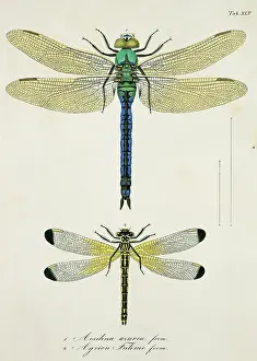 Toussaint: Plate 45 from Libellulinae Europaeae by de Charpentier