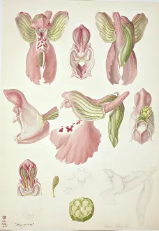 Orchidaceae: Plate 64 from British Orchids
